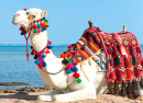 Верблюд на египетском пляже