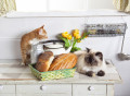 Кошки в кухне