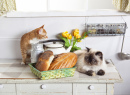 Кошки в кухне