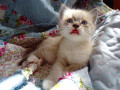 Сиамский котенок