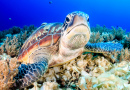 Зеленая черепаха на морском дне