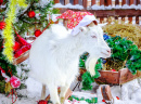 Рождественский козел