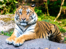 Суматранский тигр в сафари-парке