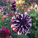 striped dahlia