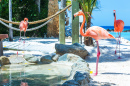 Фламинго на пляже, Аруба