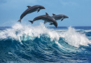 Прыгающие через волны дельфины, Гавайи