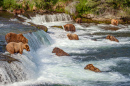 Медведи гризли ловят лосося у водопада Брукс