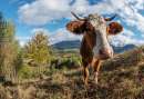 Корова в Трансильвании, Румыния
