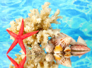 Морская звезда, кораллы и ракушки