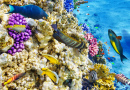 Подводный мир с кораллами и тропическими рыбками