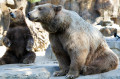 Два отдыхающих бурых медведя