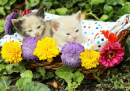 Котята в плетеной корзине