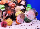 Аквариум с рыбками и кораллами