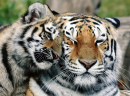 Сибирский тигр с детенышем