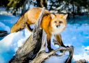 Рыжая лисица в зимнем снегу