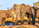 Слоны в парке Ботсваны