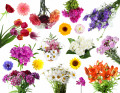 Летние цветы