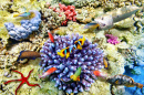 Кораллы и тропические рыбы