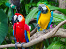 Разноцветные ара в лесу