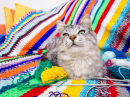 Котенок на разноцветном шерстяном одеяле