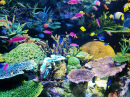 Тропические рыбы в аквариуме