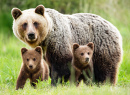 Самка бурого медведя с медвежатами