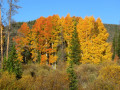 Aspens in Wyoming 2021