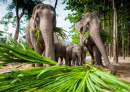 Слоны в Чиангмае, Таиланд