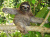 Ленивец на манговом дереве, Коста-Рика