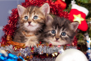 Сибирские котята у рождественской ели