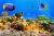 Коралловая колония, Красное море, Египет