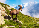 Горный козел во французских Альпах