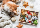 Рыжий котенок с коробкой елочных игрушек