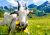 Белая коза в австрийских Альпах