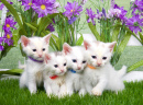 Четыре маленьких котенка