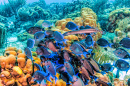 Коралловый риф в Карибском море