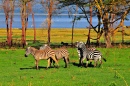 Танзанийские Зебры