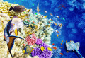 Кораллы и тропические рыбы