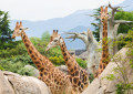 Жирафы в африканской саванне