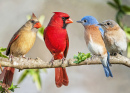 Красные кардиналы и лазурные птицы