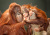 Мама и крошка орангутаны