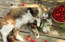 Спящий кот в летнем саду