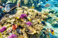 Кораллы и тропические рыбы