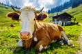 Корова в австрийских Альпах