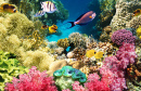 Коралловые рифы, Красное море, Египет