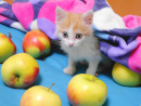 Котенок с яблоками