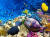 Кораллы и рыбы в Красном море, Египет
