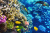 Коралловые и тропические рыбы