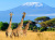 Три жирафа и Килиманджаро