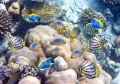 Тропическая рыба у кораллового рифа